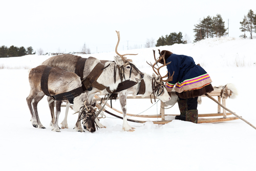 Habitante de Laponia con renos