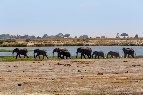 elefantes en el Parque Nacional Chobe