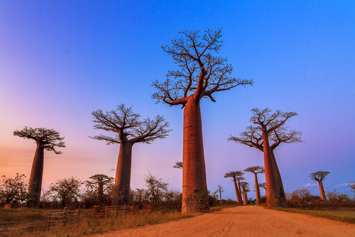 Avenida de los baobabs, Madagascar