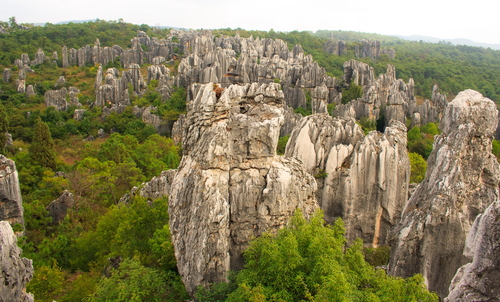 Bosque de piedra