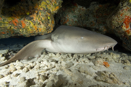 Tiburón dormido