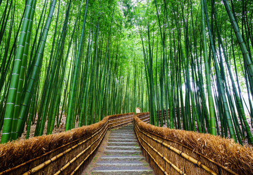 Bosque de bambú en Kioto