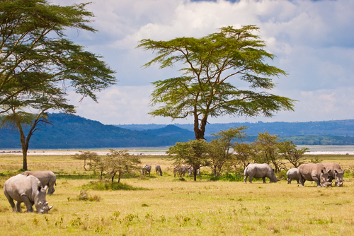 Rinocerontes en el Serengueti
