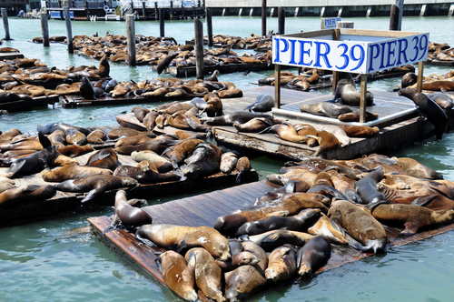 Fisherman´s Wharf en San Francisco
