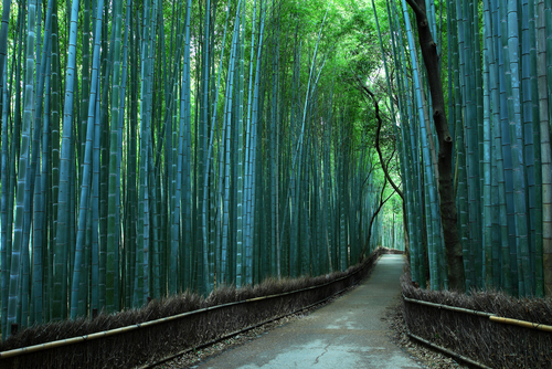 Bosque de Bambú