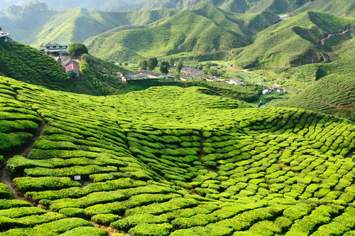 Campos de té en Malasia