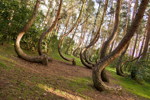 Árboles torcidos en Crooked Forest
