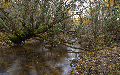 Hayedo de Montejo en Madrid