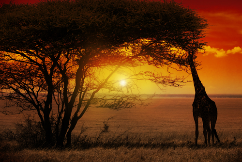 Atardecer en el Serengueti