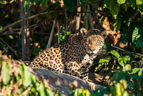 Jaguar en el Amazonas
