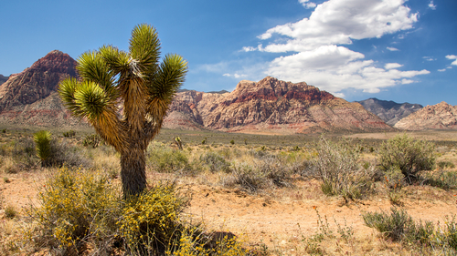 Desierto de Mojave