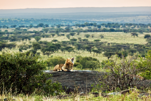 León en el Serengueti