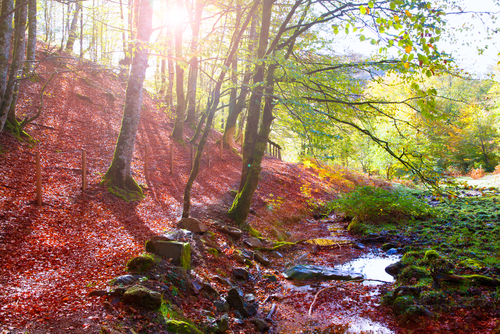 Selva de Irati en Navarra