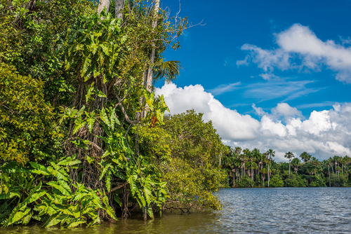 Selva del Amazonas