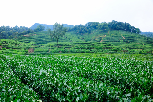 Plantaciones de té en Meijiawu