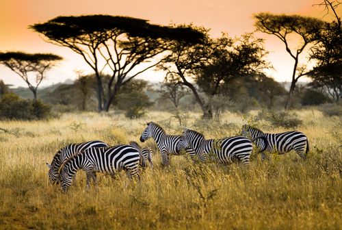 El Serengueti, la vida salvaje africana