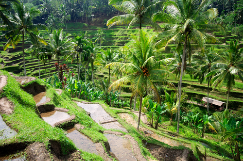 Campos de arroz en Bali