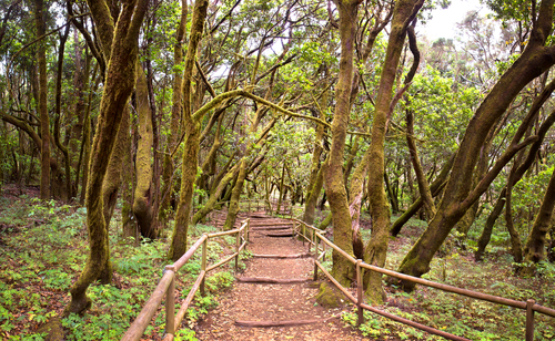 Bosque de laurisilva en Garajonay