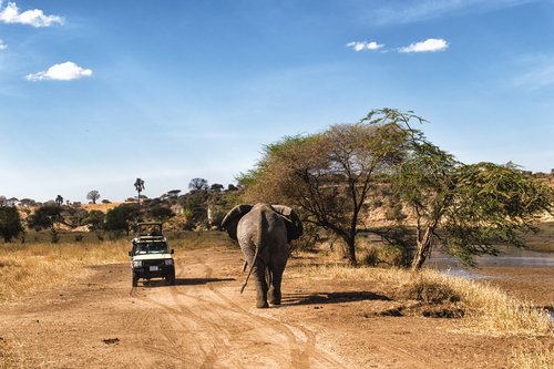 Safari en el Serengueti