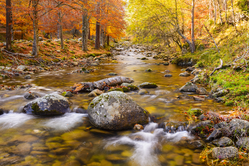 Bosque juntoa l río Iregua en La Rioja
