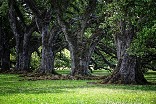 Oak Valley