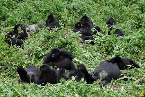 Parque Nacional Virunga en África