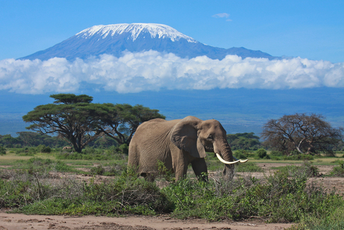 Monte Kilimanjaro en África
