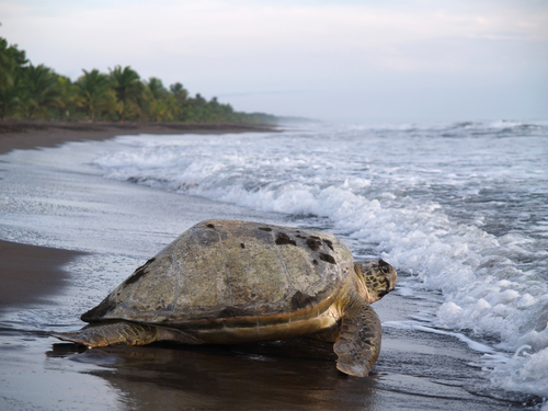 Parque Nacional Tortuguero en Costa Rica