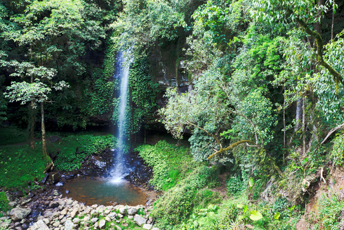 Parque Nacional Dorrigo en Australia