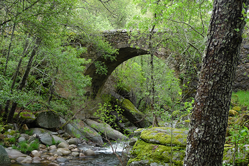 Bosque en la Sierra de Francia