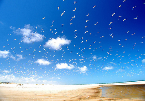 Gaviotas-en-Praia-do-Cassino