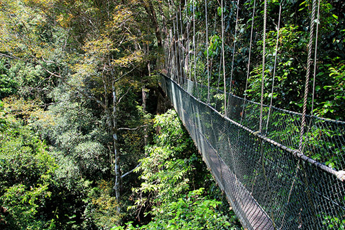 Puente en Taman Negara