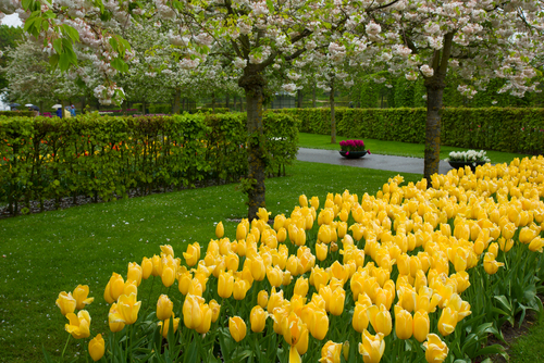 Keukenhoff Garden