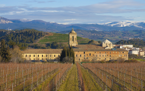 Viñedos en Ayegui, Navarra