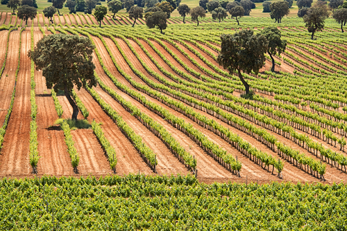 Viñedo en Corral de Almaguer