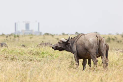 Animales en el PArque Nacional de Nairobi