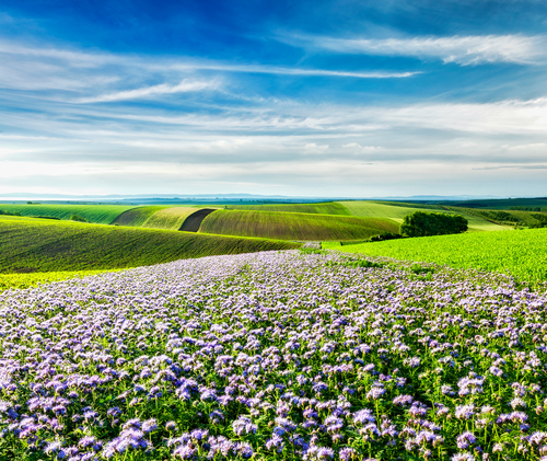 Campos de Moravia