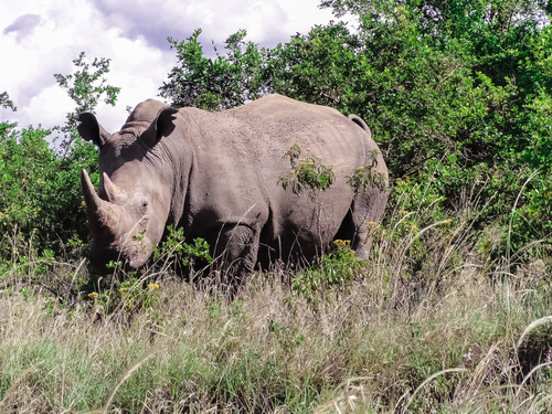Rinoceronte en el Parque Nacional de Nairobi