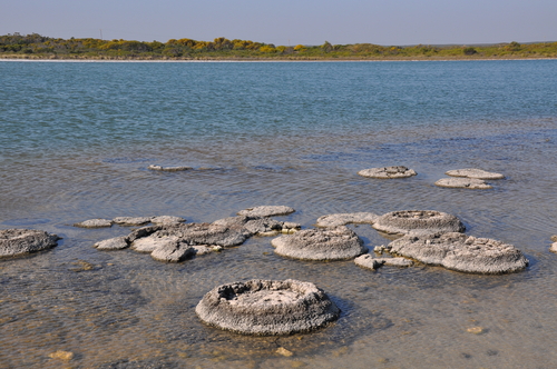 Estromatolitos en Australia