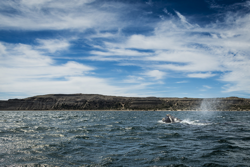 Península Valdés en La Patagonia