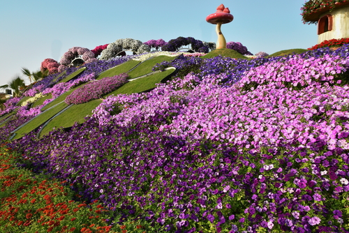 Miracle Garden