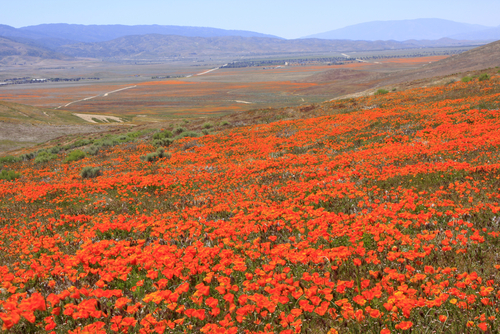 Antelope Valley