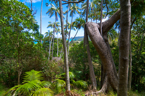 Interior de la isla de Lord Howe