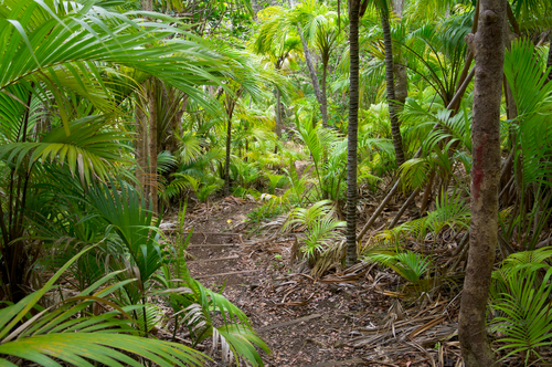 Interior de la isla de Lord Howe