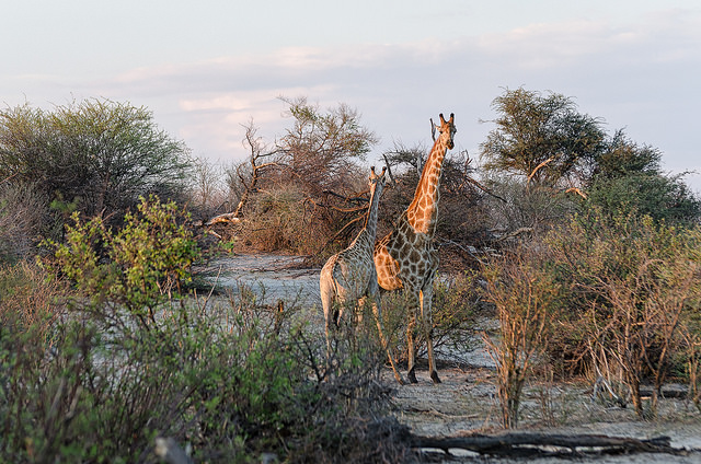 Jirafas en Makgadikgadi