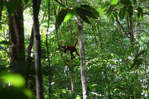 Fauna en la península de Osa