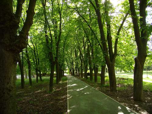 Paseo de los Canónigos de Palencia
