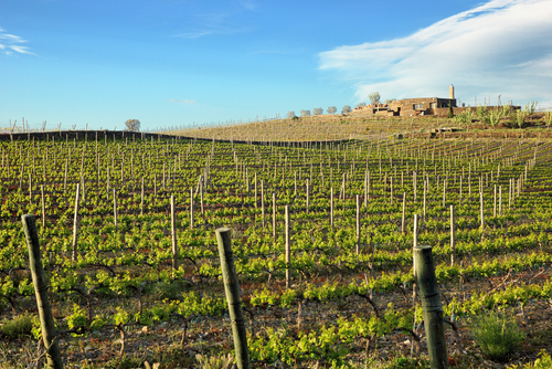 Viñedo en Cap de Creus
