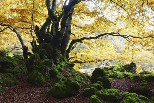 Parque Natural Urbasa-Andía