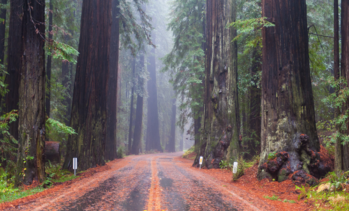 Redwood National Park